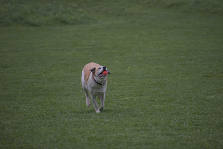 20250507_Spider and Dog Park and Leafs__DSC0050_.jpg