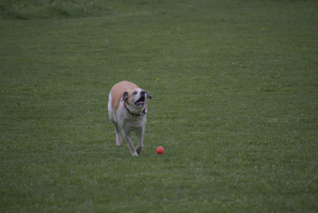 20250507_Spider and Dog Park and Leafs__DSC0052_.jpg