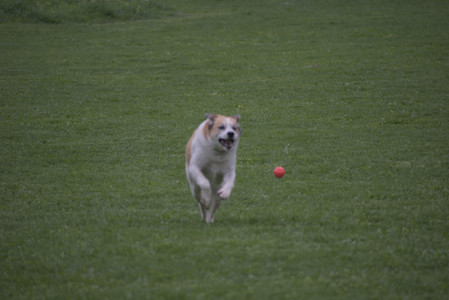 20250507_Spider and Dog Park and Leafs__DSC0053_.jpg