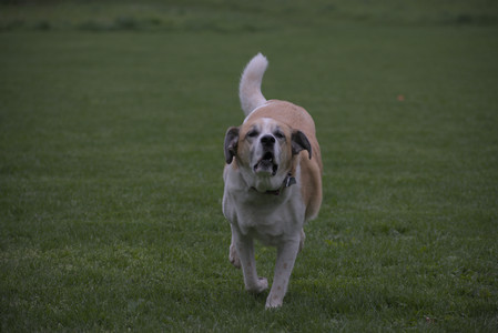 20250507_Spider and Dog Park and Leafs__DSC0057_.jpg