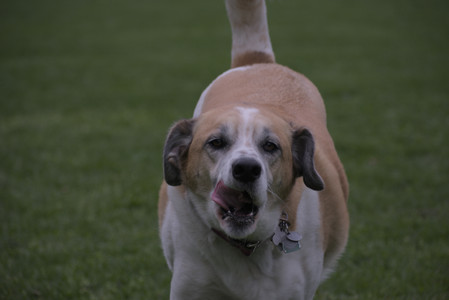 20250507_Spider and Dog Park and Leafs__DSC0061_.jpg
