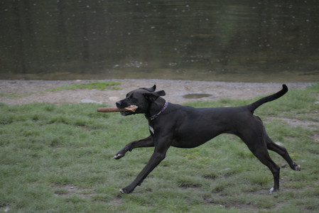 20250507_Spider and Dog Park and Leafs__DSC0066_.jpg