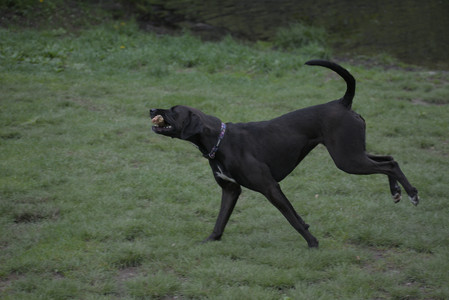 20250507_Spider and Dog Park and Leafs__DSC0069_.jpg