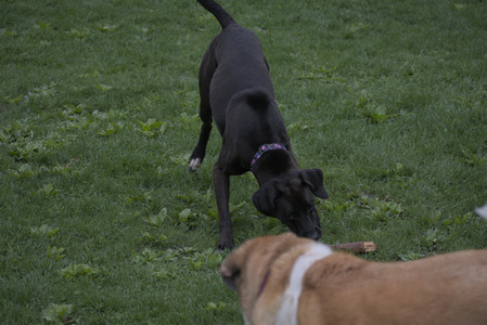 20250507_Spider and Dog Park and Leafs__DSC0072_.jpg