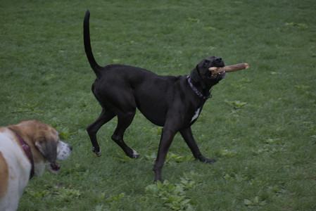 20250507_Spider and Dog Park and Leafs__DSC0073_.jpg