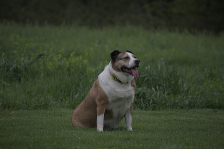 20250507_Spider and Dog Park and Leafs__DSC0083_.jpg