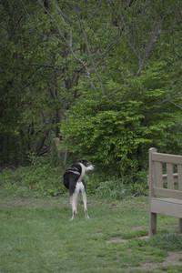 20250507_Spider and Dog Park and Leafs__DSC0101_.jpg