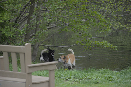 20250507_Spider and Dog Park and Leafs__DSC0102_.jpg
