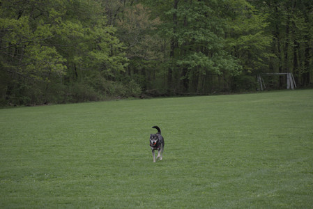 20250507_Spider and Dog Park and Leafs__DSC0103_.jpg