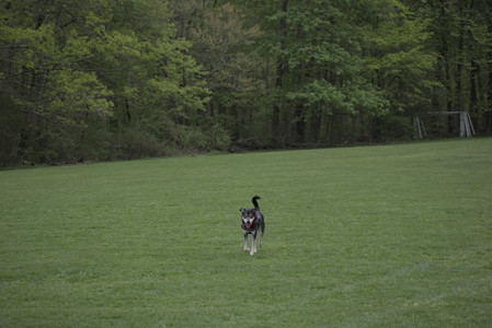 20250507_Spider and Dog Park and Leafs__DSC0104_.jpg
