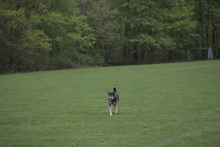 20250507_Spider and Dog Park and Leafs__DSC0105_.jpg