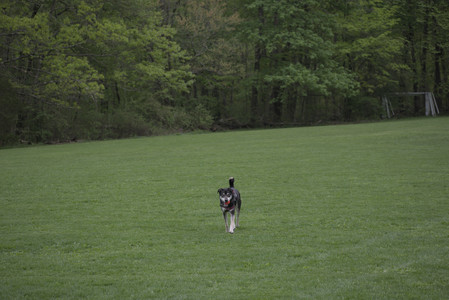 20250507_Spider and Dog Park and Leafs__DSC0106_.jpg