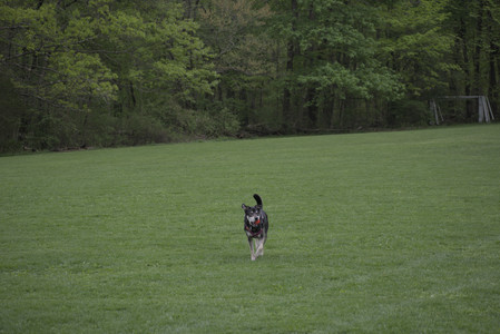20250507_Spider and Dog Park and Leafs__DSC0108_.jpg