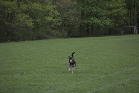 20250507_Spider and Dog Park and Leafs__DSC0109_.jpg