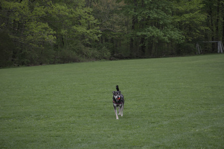20250507_Spider and Dog Park and Leafs__DSC0110_.jpg