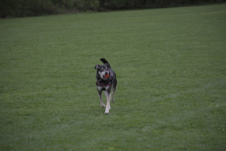 20250507_Spider and Dog Park and Leafs__DSC0111_.jpg