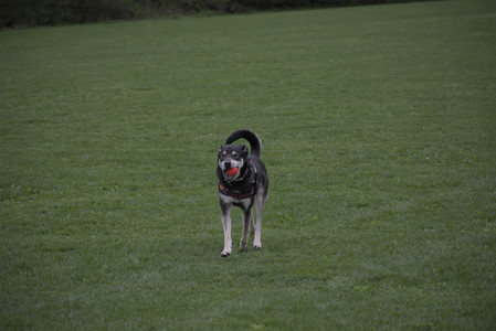 20250507_Spider and Dog Park and Leafs__DSC0112_.jpg