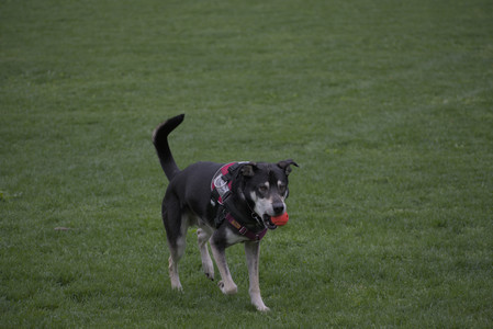 20250507_Spider and Dog Park and Leafs__DSC0113_.jpg