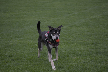 20250507_Spider and Dog Park and Leafs__DSC0114_.jpg