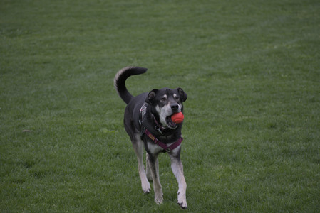 20250507_Spider and Dog Park and Leafs__DSC0115_.jpg