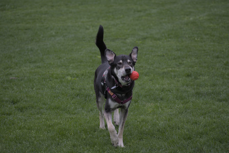 20250507_Spider and Dog Park and Leafs__DSC0116_.jpg