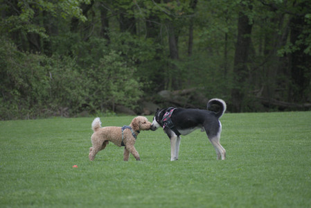 20250507_Spider and Dog Park and Leafs__DSC0118_.jpg