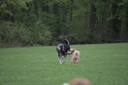 20250507_Spider and Dog Park and Leafs__DSC0123_.jpg