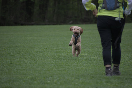 20250507_Spider and Dog Park and Leafs__DSC0125_.jpg