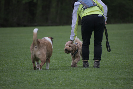 20250507_Spider and Dog Park and Leafs__DSC0134_.jpg