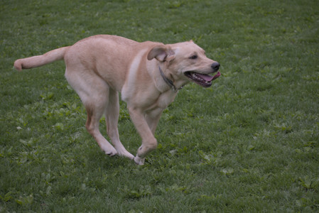 20250507_Spider and Dog Park and Leafs__DSC0149_.jpg