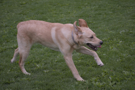 20250507_Spider and Dog Park and Leafs__DSC0150_.jpg