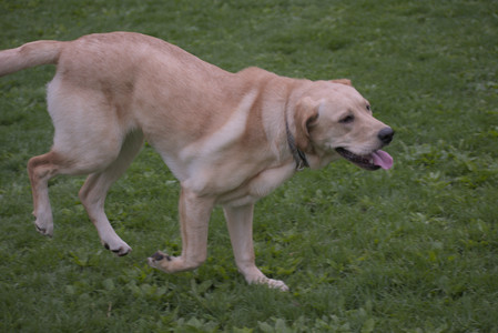 20250507_Spider and Dog Park and Leafs__DSC0151_.jpg