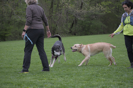 20250507_Spider and Dog Park and Leafs__DSC0152_.jpg