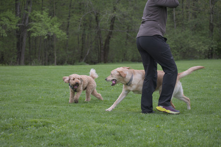 20250507_Spider and Dog Park and Leafs__DSC0156_.jpg