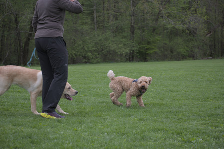 20250507_Spider and Dog Park and Leafs__DSC0158_.jpg
