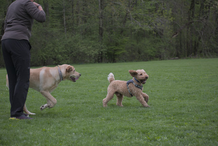 20250507_Spider and Dog Park and Leafs__DSC0159_.jpg