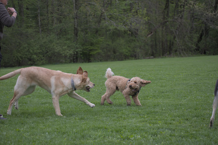20250507_Spider and Dog Park and Leafs__DSC0160_.jpg