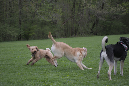 20250507_Spider and Dog Park and Leafs__DSC0163_.jpg