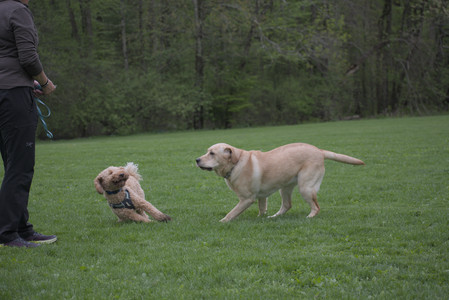 20250507_Spider and Dog Park and Leafs__DSC0166_.jpg