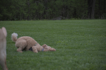 20250507_Spider and Dog Park and Leafs__DSC0168_.jpg