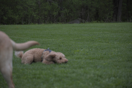 20250507_Spider and Dog Park and Leafs__DSC0170_.jpg