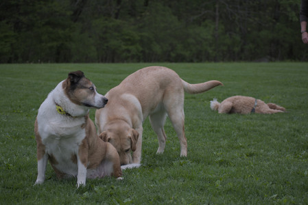 20250507_Spider and Dog Park and Leafs__DSC0171_.jpg