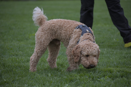 20250507_Spider and Dog Park and Leafs__DSC0173_.jpg