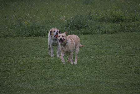 20250507_Spider and Dog Park and Leafs__DSC0175_.jpg