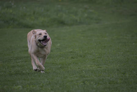 20250507_Spider and Dog Park and Leafs__DSC0177_.jpg