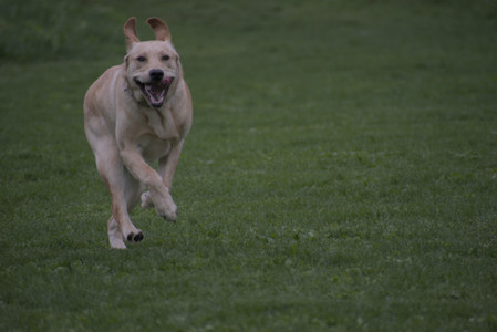 20250507_Spider and Dog Park and Leafs__DSC0179_.jpg