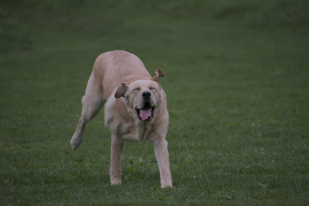 20250507_Spider and Dog Park and Leafs__DSC0180_.jpg