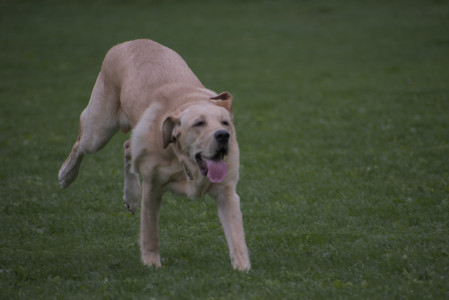 20250507_Spider and Dog Park and Leafs__DSC0182_.jpg
