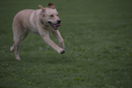 20250507_Spider and Dog Park and Leafs__DSC0185_.jpg