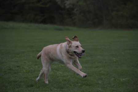 20250507_Spider and Dog Park and Leafs__DSC0186_.jpg